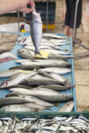 Selling, showing fresh fish on market