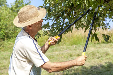 Mid ageg gardener  with straw hat and jeans bib overals cutting back tree branches in his garden, on...
