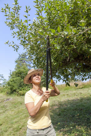 Woman gardener with straw hat cutting back tree branches in organic orchard, on sunny afternoon