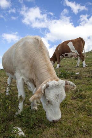 Mountain landscape with grazing cow and blue sky