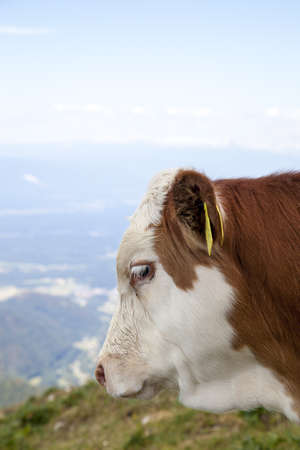 Portrait of a calf, high in the mountain, selective focus, space for textの写真素材