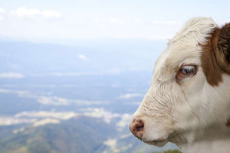 Portrait of a calf, high in the mountain, selective focus, space for textの写真素材