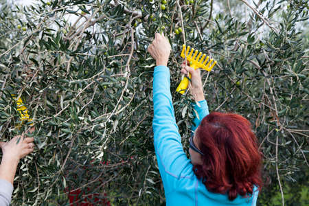 Olive farm workers at olive harvesting on sunny autumn day