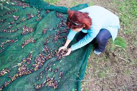 Senior adult  brunette woman collecting olives on olive harvesting net  after gathering olivesの写真素材