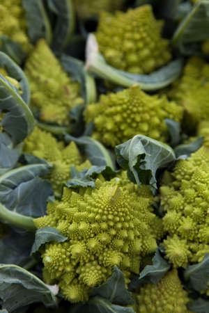 Fresh organic broccoli, on sunny Mediterranean market, close-up , selective focusの写真素材