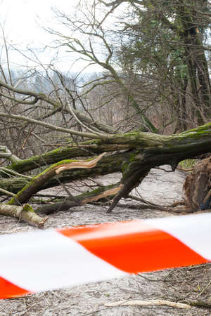 Road closed with safety ribbon, uprooted trees blocked forest road,after sleet storm の写真素材