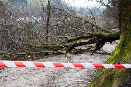 Road closed with safety ribbon, uprooted trees blocked forest road,after sleet storm の写真素材