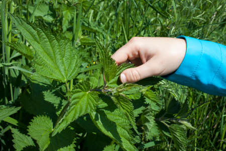 Healing with wild herbs and plants, Hand touching stinging nettle leavesの写真素材