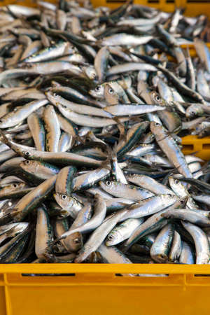 Fresh sardines, mackarels catch in a box on fish market, early morning, selective focus, space for...