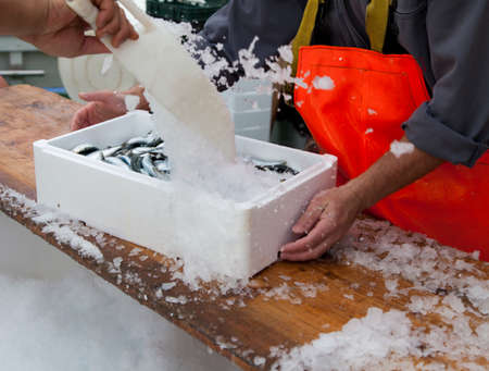 Fishermen covering fresh sardines with ice, before the transport