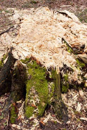 Wet rotting tree trunk in a forest, closeup