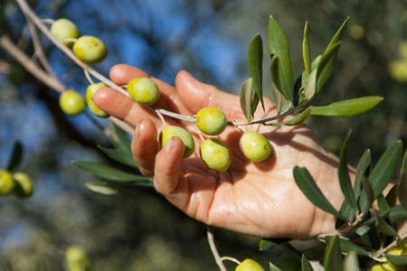 Harvesting organic olives by hand, on sunny autumn dayの写真素材