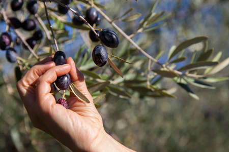 Harvesting organic olives by hand, on sunny autumn dayの写真素材