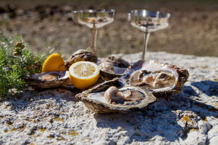 Romantic epicure orgy on the sea coast Fresh picked oysters and organic lemon and mediterranean herbs with silver champagne glassesの写真素材