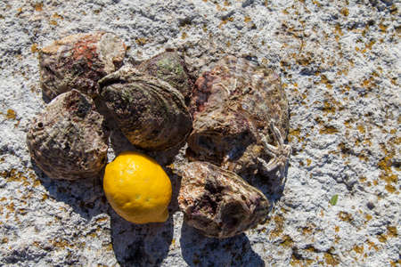Fresh picked oysters and organic lemon and mediterranean herbs on sea coastの写真素材