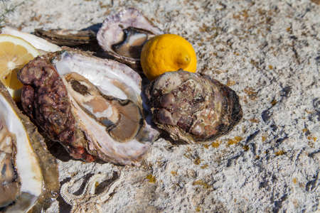 Fresh picked oysters and organic lemon and mediterranean herbs on sea coastの写真素材