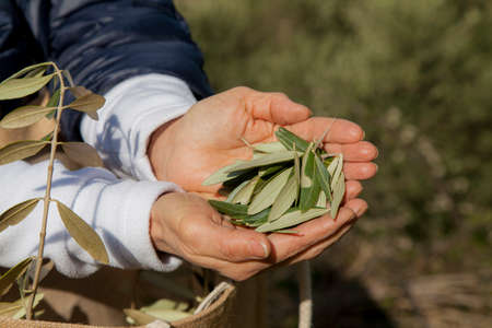 Hands showing olive leaves, for using in traditional herbal medicine, beautiful organic olive grove...
