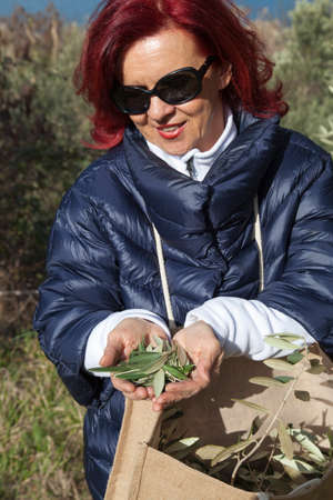 Pretty middle age woman with red hair gathering, picking olive leaves, for using in traditional herbal medicine, beautiful organic olive grove above the sea coastの写真素材