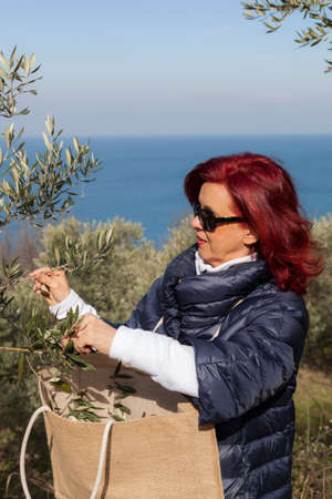 Pretty middle age woman with red hair gathering, picking olive leaves, for using in traditional herbal medicine, beautiful organic olive grove above the sea coastの写真素材