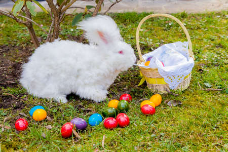Cute white fluffy angora bunny rabbit sitting on grass, straw with basket of colorful easter eggs, selective focus, closeupの写真素材