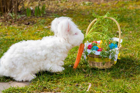 Cute white fluffy angora bunny rabbit sitting on grass, straw with basket of colorful easter eggs, selective focus, closeupの写真素材