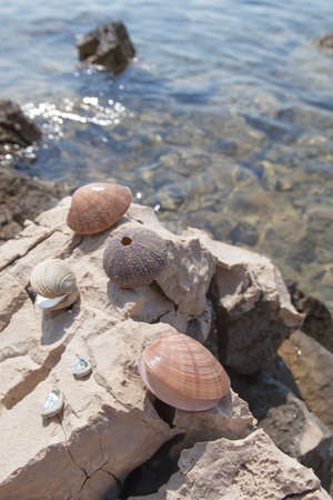 Sea shells and sea urchins skeletons, collected on the rock on sea coast, on sunny summer day, selective focusの写真素材