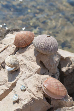 Sea shells and sea urchins skeletons, collected on the rock on sea coast, on sunny summer day,...