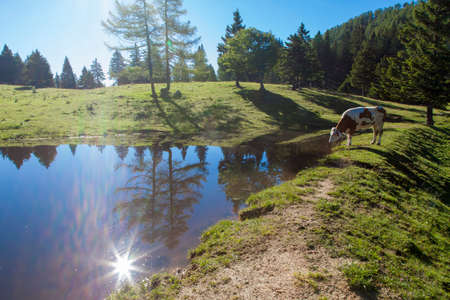 Cow on pasture in an Alpine meadow near beautiful  high mountain lake, reflection in lakeの写真素材