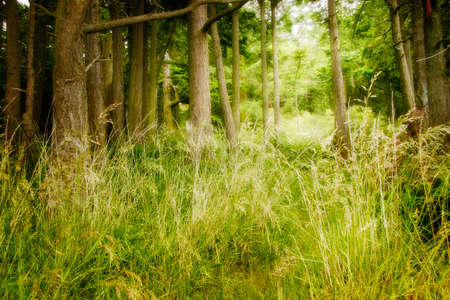 enchanted forestの写真素材