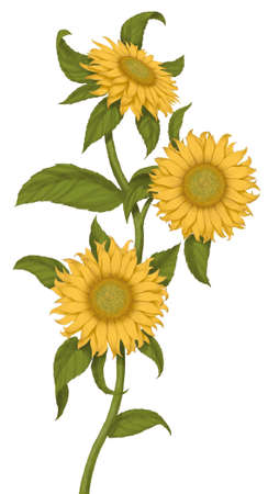 sun flowersの写真素材