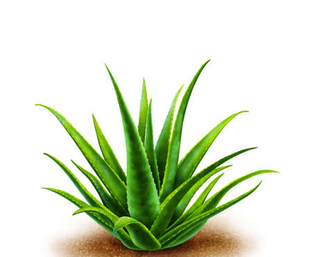Short green plant on the soilの写真素材