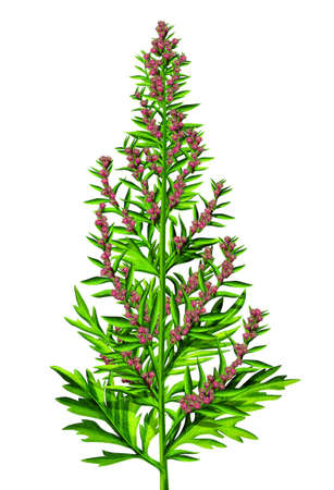 Green plant with red pink flowersの写真素材