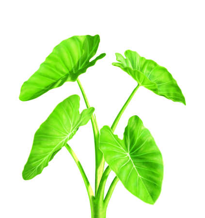 Green plant の写真素材