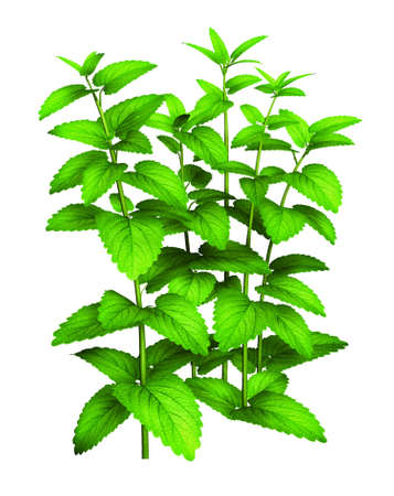 Tall green plantの写真素材