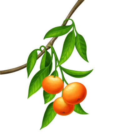 Green plant with orange - red fruitsの写真素材