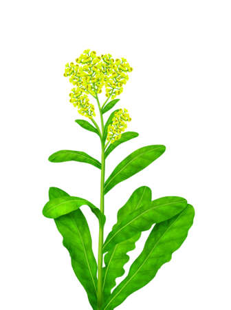 leaf with yellow flowersの写真素材