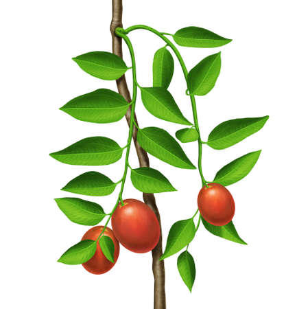 green plant with red fruits の写真素材