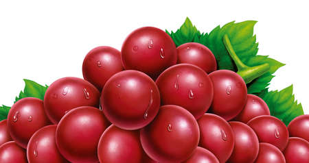 juicy fresh water drops of grapes with white backgroundの写真素材
