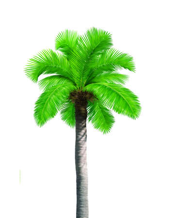 Big single coconut tree palm isolated on white backgroundの写真素材