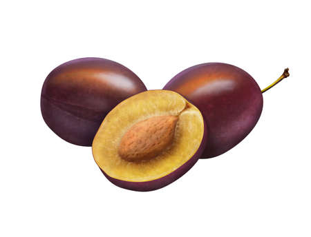 Illustration of fresh plums isolated on whiteの写真素材