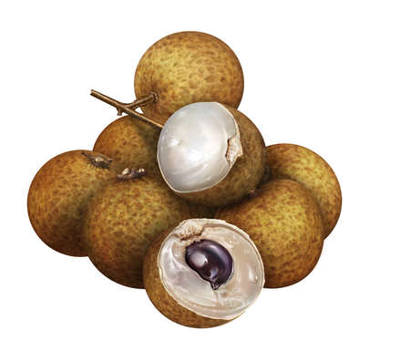 llustration of fresh longan isolated on white background H14の写真素材
