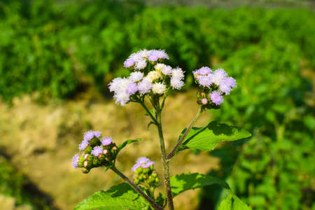 a bunch of purple and yellow verbena flowers in a fieldの写真素材