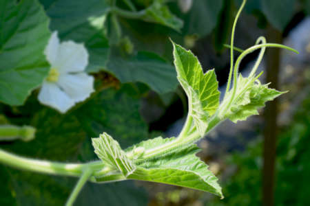 a image of a beautiful bottle gourd flower bud with flower in the background