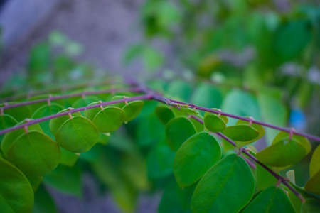 couple of green fresh carambola leaves with blurred backgroundの写真素材