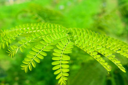 a beautiful portrait of a fresh green ostrich fern
