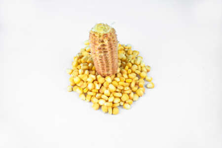 A ear of corn middle of peeled yellow sweet corn seeds middle of an isolated white backgroundの写真素材