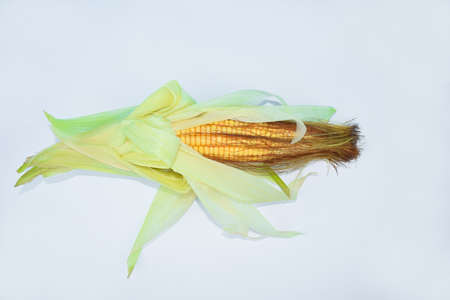 Ear of a fresh and delicious yellow sweet corn isolated on a empty white backgroundの写真素材