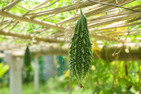 Single green colored bitter melon hanging from a wooden fence in a rural cultivation fieldの写真素材