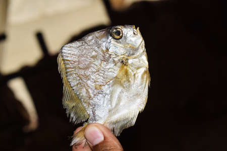 Fresh dry fish in a persons hand ,who is holding it very gently with his delicate fingers