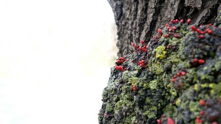 Tree at springtime with little growing branches isolated besides overexposed white background, space...